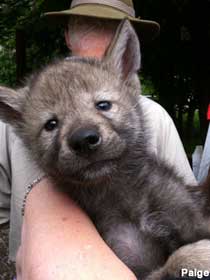 Wolf cub.