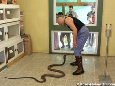 Jim Harrison prepares to grab a King Cobra. Tourists watch from behind snake-resistant glass.