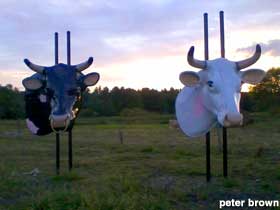 Two big cow heads.