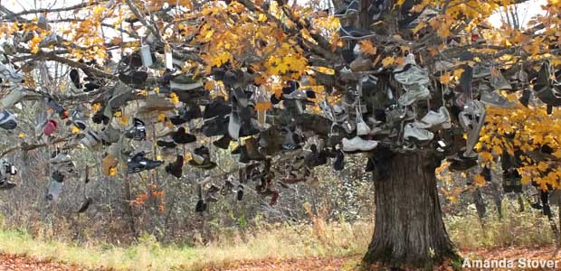 Shoe Tree and Fall colors.