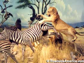 Cabela's - African wildlife diorama.
