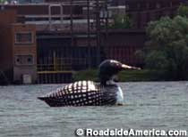 Floating loon.