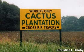 Cactus Plantation sign.