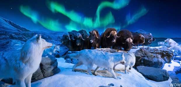 Wolves hunt musk ox under fiber-optic Northern Lights.
