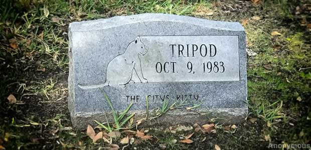 Tripod the Cat grave.