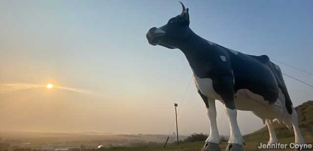 Salem Sue, World's Largest Holstein Cow.