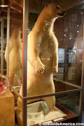 White King, World's Largest Dead Polar Bear, Elko, Nevada