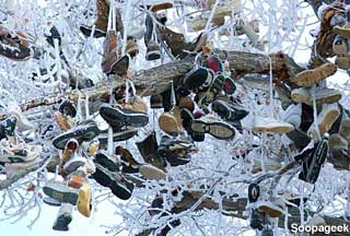 Winter shoe tree.