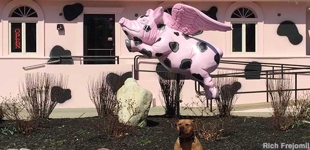 Pig With Wings (and Rocky the dog).