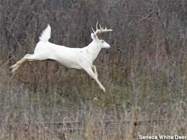 Seneca White Deer.