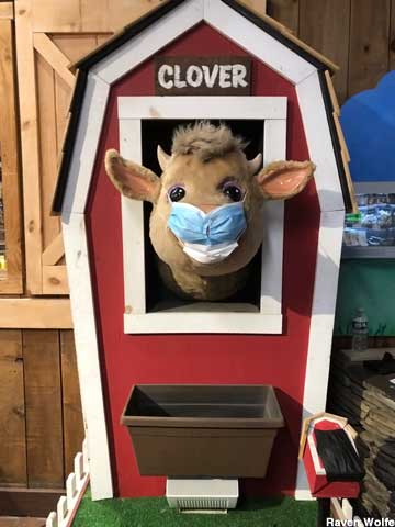Clover the cow in COVID mask.