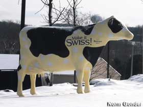 Swiss Cheese Cow.