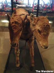 2-headed calf.