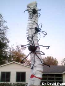 Halloween Spine Spiders.