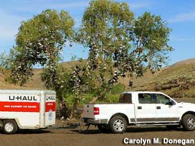 Shoe tree and U-Haul trailer.
