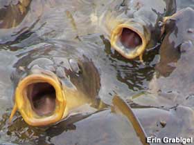 Carp are ready to be fed.  
