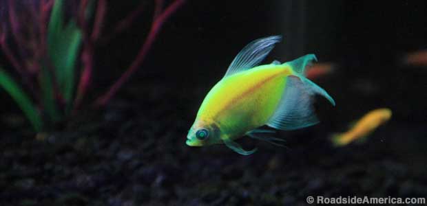Fish bred for luminous coloration.