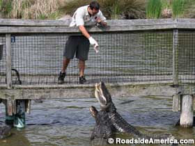Are there alligators in South Carolina?