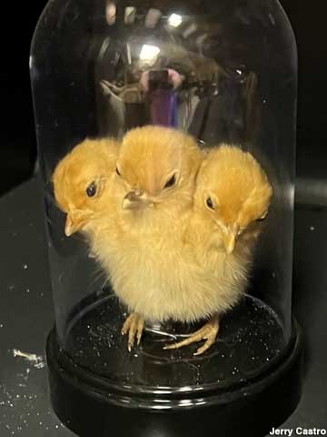 3-headed chick.