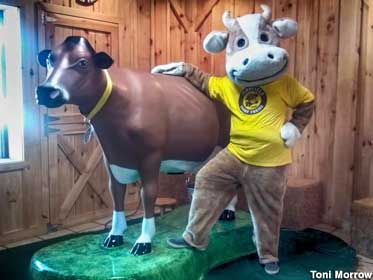 Cow and mascot.