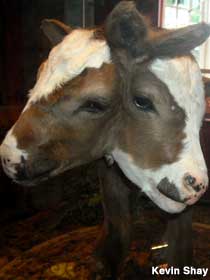 2-headed calf.