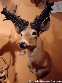 Buck with strangely encrusted antlers.
