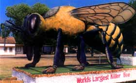 World's Largest Killer Bee.