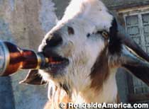 Clay Henry - Famous Beer-Drinking Goat.