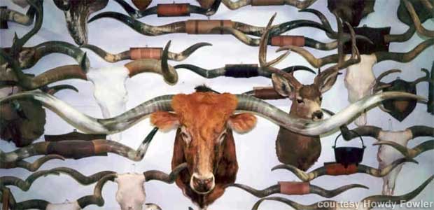 Historic Yates Longhorn Horn collection.