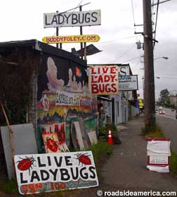 weird ladybugs