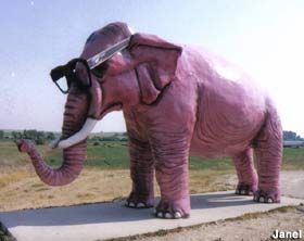 Pink elephant, DeForest.  