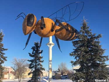 World's Largest Honey Bee.