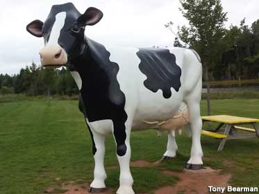 Big cow.