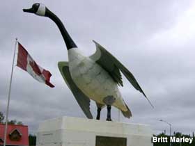Largest Canadian Goose.