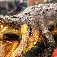 Great American Alligator Museum