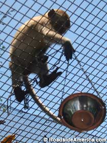 Monkey hauling up a bowl of food.