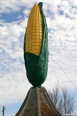 Big ear of corn.