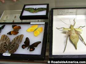 Specimens at the Insectarium.