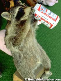 Raccoon with a beer.