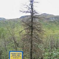 Former Northernmost Spruce Tree