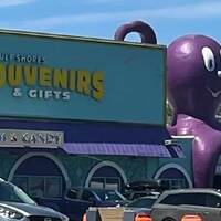 World's Largest Purple Octopus