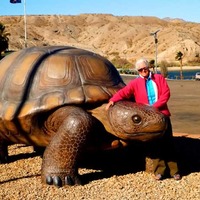 Poki, the World's Largest Desert Tortoise
