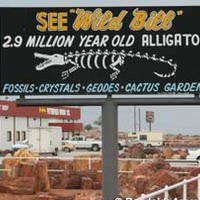 Wild Bill - 2.9 Million Year Old Alligator