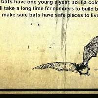 Bat Cave: Watch Bats Swarm