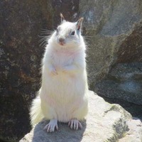 White Squirrels of the Pacific