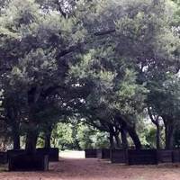 Mini-Forest of Crate-Bound Oak Trees