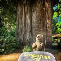 World Famous Grandfather Tree