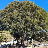 Big Moreton Bay Fig Tree