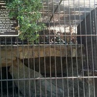 Old LA Zoo Ruins - Anchorman Filmed Here