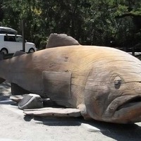 Woody, Carved Redwood Fish